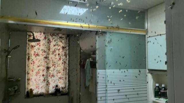 世界杯信用网
_惊世界杯信用网
!空置两个月的房子竟被蜜蜂当成了 “豪华别墅”