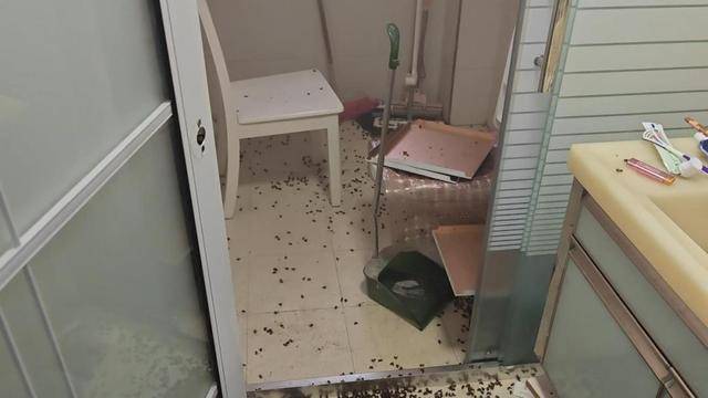 世界杯信用网
_惊世界杯信用网
!空置两个月的房子竟被蜜蜂当成了 “豪华别墅”