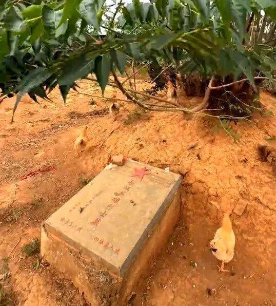 hga026注册
_烈士墓地成为养鸡场hga026注册
?当地政府:已经整改完毕