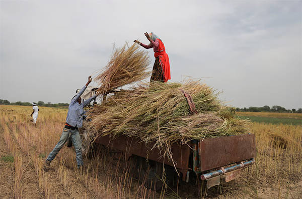 正版皇冠信用盘开户
_英媒:中国采购量破纪录正版皇冠信用盘开户
,推动印度油菜籽种植面积创历史新高