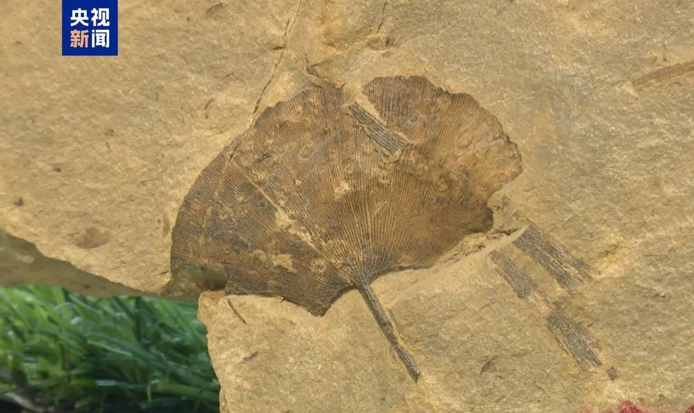 皇冠信用盘登123出租
_距今约2.8亿年皇冠信用盘登123出租
！山西阳泉矿区发现远古银杏化石