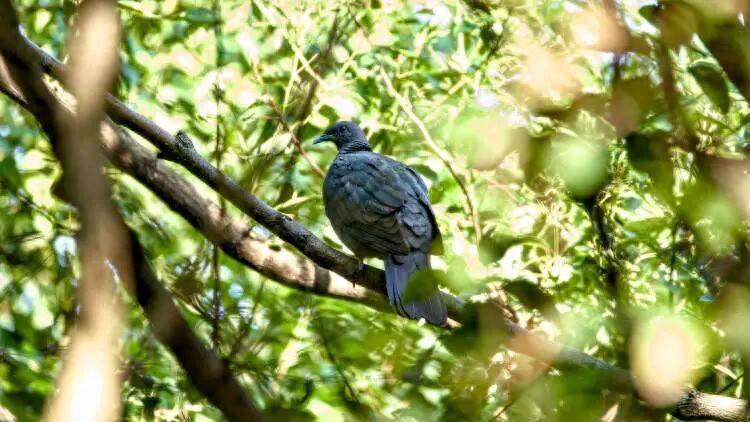 如何代理皇冠信用盘
_百年罕见！首次在上海被目击如何代理皇冠信用盘
，有人专门从北京“打飞的”赶来