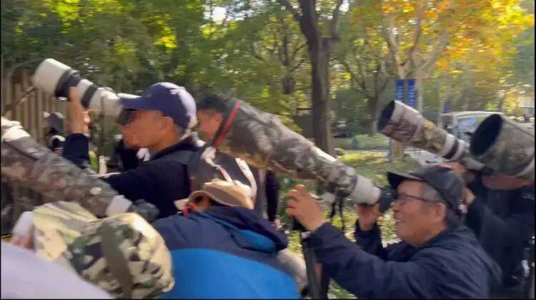 如何代理皇冠信用盘
_百年罕见！首次在上海被目击如何代理皇冠信用盘
，有人专门从北京“打飞的”赶来