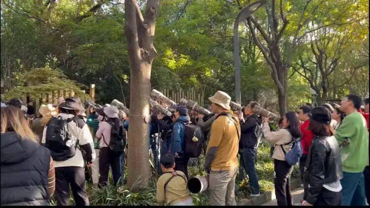 如何代理皇冠信用盘
_百年罕见！首次在上海被目击如何代理皇冠信用盘
，有人专门从北京“打飞的”赶来