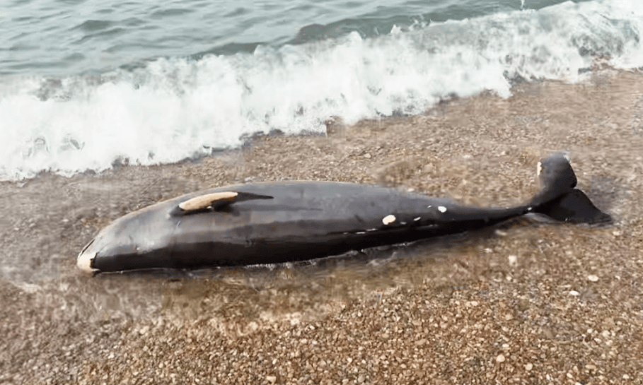 皇冠信用盘网址
_女大学生在大连海边拍摄素材皇冠信用盘网址
，却意外发现已死亡的它