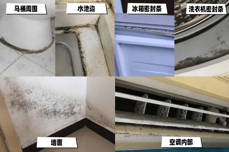 皇冠信用网代理注册_6岁女童发烧17天皇冠信用网代理注册，脑子竟被“啃”出十几个洞！“元凶”家中很常见！