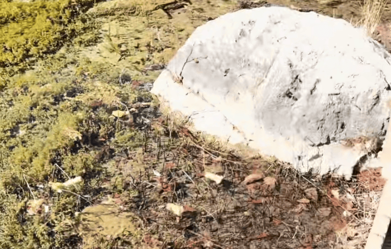 乌兹别克斯坦足球
_一游客在九寨沟乱扔玉米棒乌兹别克斯坦足球
,辩称“大自然的东西回大自然” 景区:明确禁止乱扔垃圾