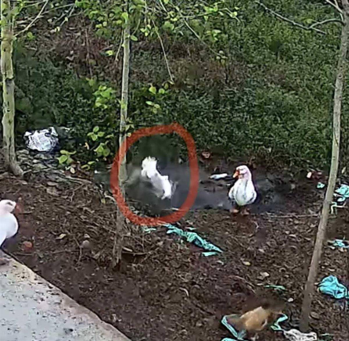 斯托克城vs西布朗_大鹅主人抽水追凶最新进展来了：深刨半米淤泥啥也不见斯托克城vs西布朗，或因厚草盖顶溺亡