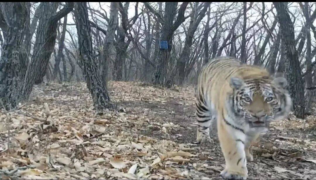 葡萄牙超级联赛_“‘完达山一号’葡萄牙超级联赛，或许已经‘脱单’”！