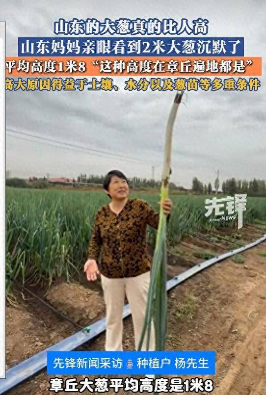 德国乙组联赛-特别投注
_山东女子在葱田里拿大葱的照片火了!拍摄者:女子是他的母亲德国乙组联赛-特别投注
,亲眼看到2米06高的大葱沉默了;得益于多重自然条件,葱田平均高度1米8以上
